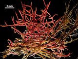 2 – Tallo epifita sui rizomi di Posidonia oceanica (L.) Delile